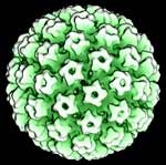 HPV