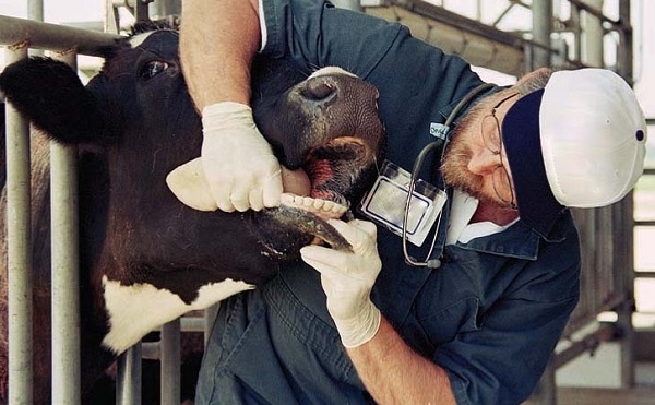 Új állategészségügyi és takarmányozási rendszer fejlesztése